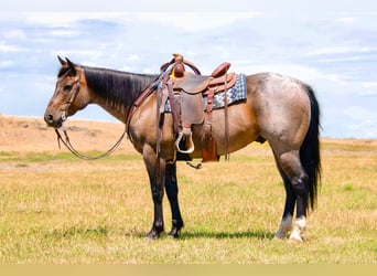 American Quarter Horse, Gelding, 7 years, 15.1 hh, Roan-Bay American Quarter Horse, Gelding, 7 years, 15.1 hh, Roan-Bay