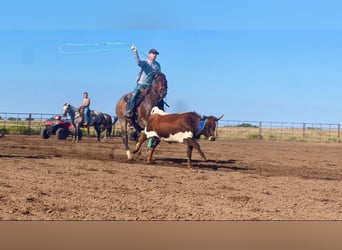 American Quarter Horse, Gelding, 7 years, 15.1 hh, Roan-Bay American Quarter Horse, Gelding, 7 years, 15.1 hh, Roan-Bay