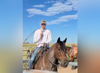 American Quarter Horse, Gelding, 7 years, 15.1 hh, Roan-Bay American Quarter Horse, Gelding, 7 years, 15.1 hh, Roan-Bay