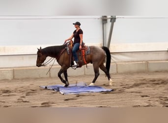 American Quarter Horse, Gelding, 7 years, 15.1 hh, Roan-Bay American Quarter Horse, Gelding, 7 years, 15.1 hh, Roan-Bay