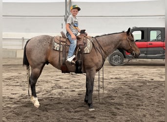 American Quarter Horse, Gelding, 7 years, 15.1 hh, Roan-Bay American Quarter Horse, Gelding, 7 years, 15.1 hh, Roan-Bay
