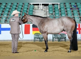 American Quarter Horse, Gelding, 7 years, 15.1 hh, Roan-Bay