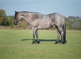 American Quarter Horse, Wallach, 7 Jahre, 15,1 hh, Roan-Blue