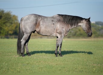 American Quarter Horse, Wallach, 7 Jahre, 15,1 hh, Roan-Blue