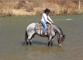 American Quarter Horse, Gelding, 7 years, 15.1 hh, Roan-Blue