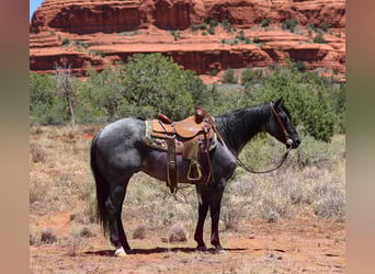 American Quarter Horse, Gelding, 7 years, 15.1 hh, Roan-Blue