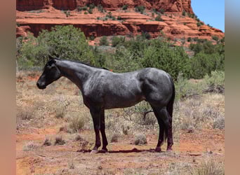 American Quarter Horse, Gelding, 7 years, 15.1 hh, Roan-Blue