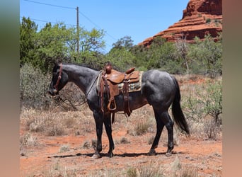 American Quarter Horse, Gelding, 7 years, 15.1 hh, Roan-Blue