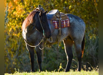 American Quarter Horse, Gelding, 7 years, 15.1 hh, Roan-Blue