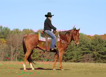 American Quarter Horse, Gelding, 7 years, 15.1 hh, Roan-Red