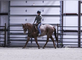 American Quarter Horse, Gelding, 7 years, 15.1 hh, Roan-Red