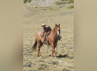 American Quarter Horse, Gelding, 7 years, 15.1 hh, Roan-Red