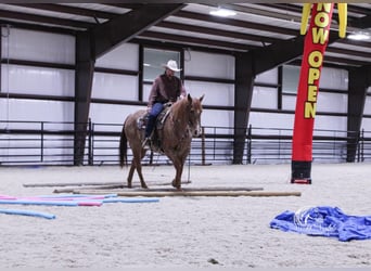 American Quarter Horse, Gelding, 7 years, 15.1 hh, Roan-Red