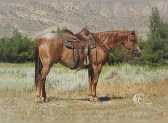 American Quarter Horse, Gelding, 7 years, 15.1 hh, Roan-Red