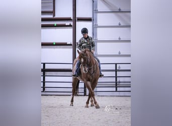 American Quarter Horse, Gelding, 7 years, 15.1 hh, Roan-Red