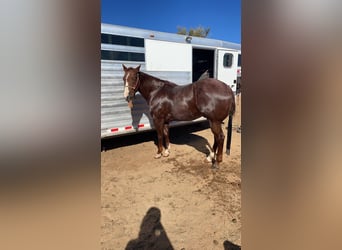 American Quarter Horse, Gelding, 7 years, 15.1 hh, Roan-Red