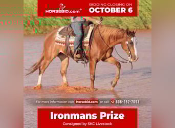 American Quarter Horse, Gelding, 7 years, 15.1 hh, Sorrel