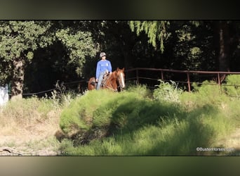 American Quarter Horse, Wallach, 7 Jahre, 15,1 hh, Rotfuchs