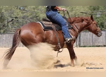 American Quarter Horse, Wallach, 7 Jahre, 15,1 hh, Rotfuchs