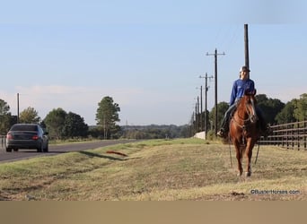 American Quarter Horse, Wallach, 7 Jahre, 15,1 hh, Rotfuchs