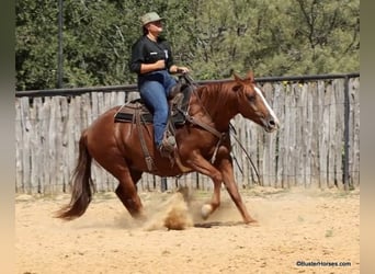 American Quarter Horse, Wallach, 7 Jahre, 15,1 hh, Rotfuchs