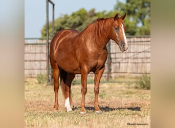 American Quarter Horse, Wallach, 7 Jahre, 15,1 hh, Rotfuchs