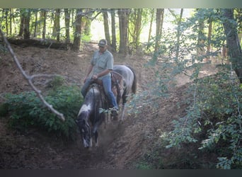 American Quarter Horse, Gelding, 7 years, 15.1 hh, Tobiano-all-colors