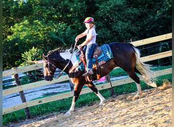 American Quarter Horse, Gelding, 7 years, 15.1 hh, Tobiano-all-colors
