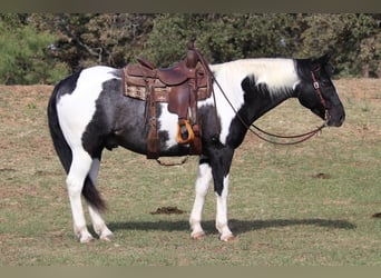 American Quarter Horse, Gelding, 7 years, 15.1 hh, Tobiano-all-colors