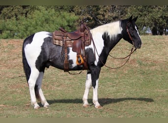 American Quarter Horse, Gelding, 7 years, 15.1 hh, Tobiano-all-colors