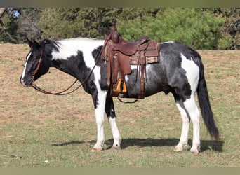 American Quarter Horse, Gelding, 7 years, 15.1 hh, Tobiano-all-colors