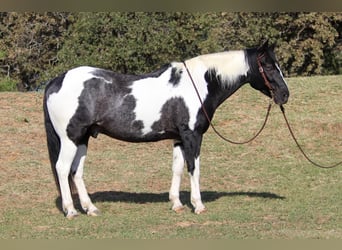 American Quarter Horse, Gelding, 7 years, 15.1 hh, Tobiano-all-colors
