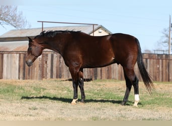 American Quarter Horse, Gelding, 7 years, 15.2 hh, Bay