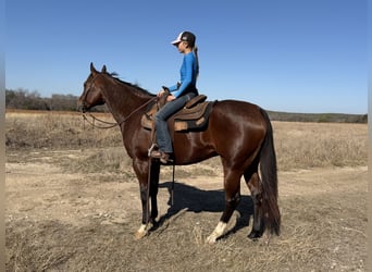 American Quarter Horse, Gelding, 7 years, 15.2 hh, Bay