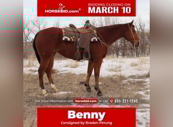 American Quarter Horse, Gelding, 7 years, 15.2 hh, Bay
