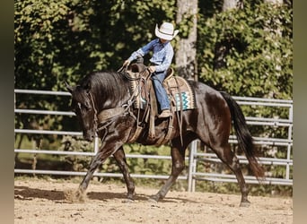 American Quarter Horse, Gelding, 7 years, 15.2 hh, Black