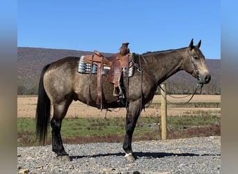 American Quarter Horse, Wallach, 7 Jahre, 15,2 hh, Buckskin