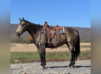 American Quarter Horse, Wallach, 7 Jahre, 15,2 hh, Buckskin