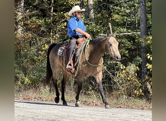 American Quarter Horse, Wallach, 7 Jahre, 15,2 hh, Buckskin