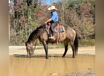 American Quarter Horse, Wallach, 7 Jahre, 15,2 hh, Buckskin