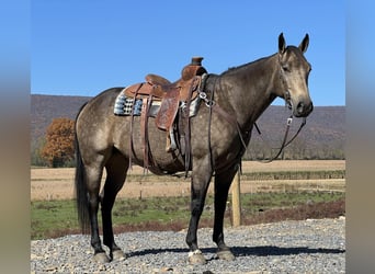 American Quarter Horse, Wallach, 7 Jahre, 15,2 hh, Buckskin