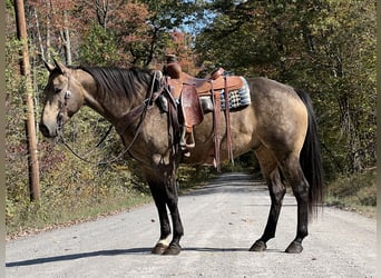 American Quarter Horse, Wallach, 7 Jahre, 15,2 hh, Buckskin