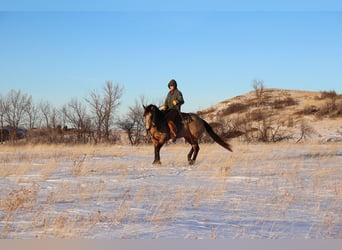 American Quarter Horse, Gelding, 7 years, 15,2 hh, Buckskin