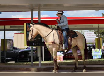 American Quarter Horse, Gelding, 7 years, 15.2 hh, Buckskin