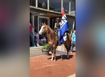 American Quarter Horse, Gelding, 7 years, 15.2 hh, Dun