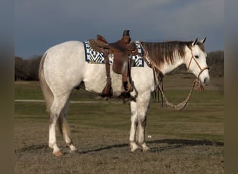 American Quarter Horse, Gelding, 7 years, 15.2 hh, Gray-Dapple