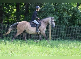 American Quarter Horse, Wallach, 7 Jahre, 15,2 hh, Schimmel