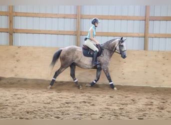 American Quarter Horse, Wallach, 7 Jahre, 15,2 hh, Schimmel