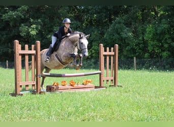 American Quarter Horse, Wallach, 7 Jahre, 15,2 hh, Schimmel