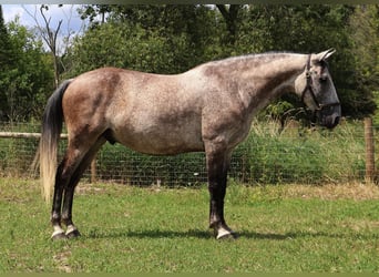 American Quarter Horse, Wallach, 7 Jahre, 15,2 hh, Schimmel